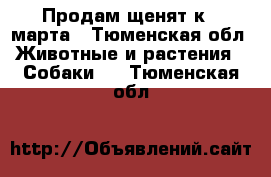 Продам щенят к 8 марта - Тюменская обл. Животные и растения » Собаки   . Тюменская обл.